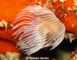 Tube Worm in a white dress by Stephen Bardes 